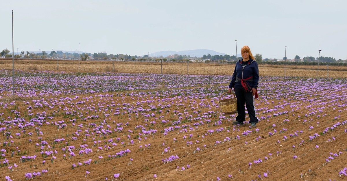 Campos de rosas de azafrán en Toledo