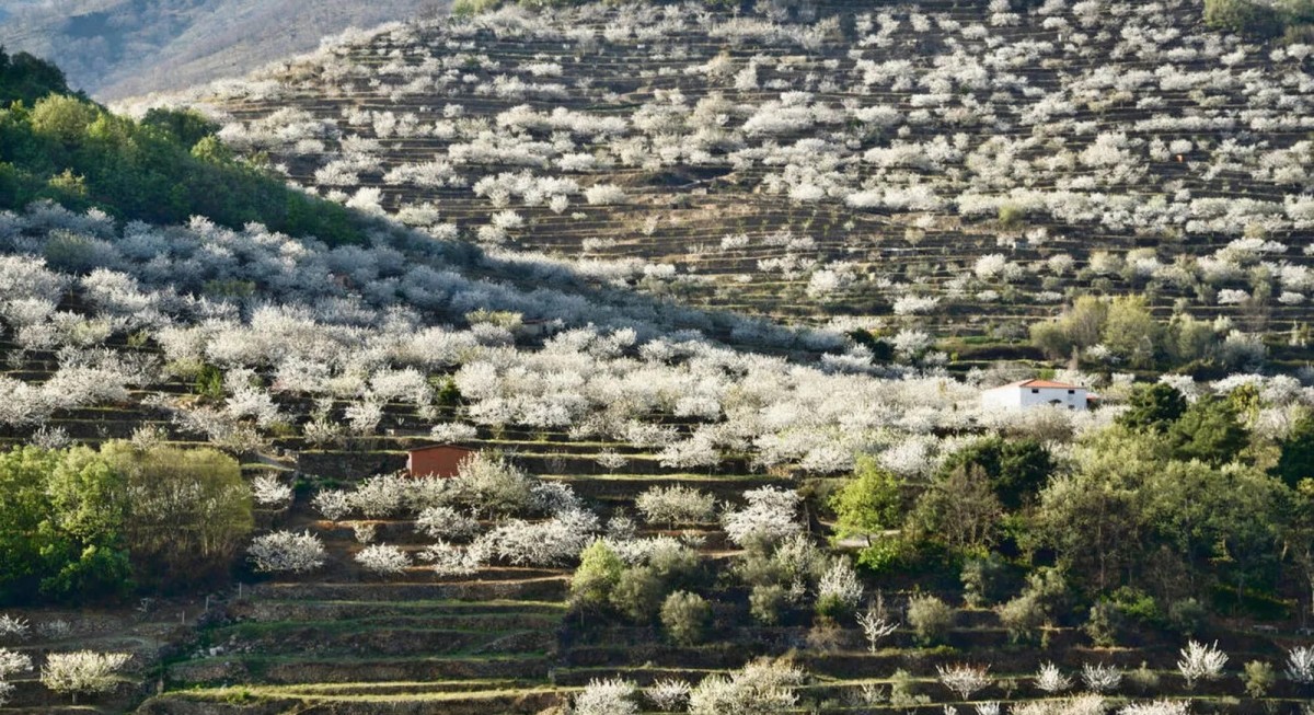 Cherry Blossom Season in the Jerte Valley