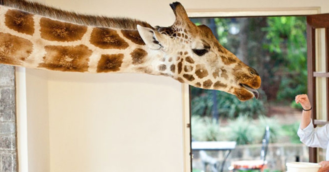 Un safari en la habitación de tu hotel