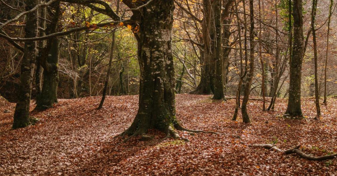 Destinos turísticos: descubre Navarra escapada rural en otoño 