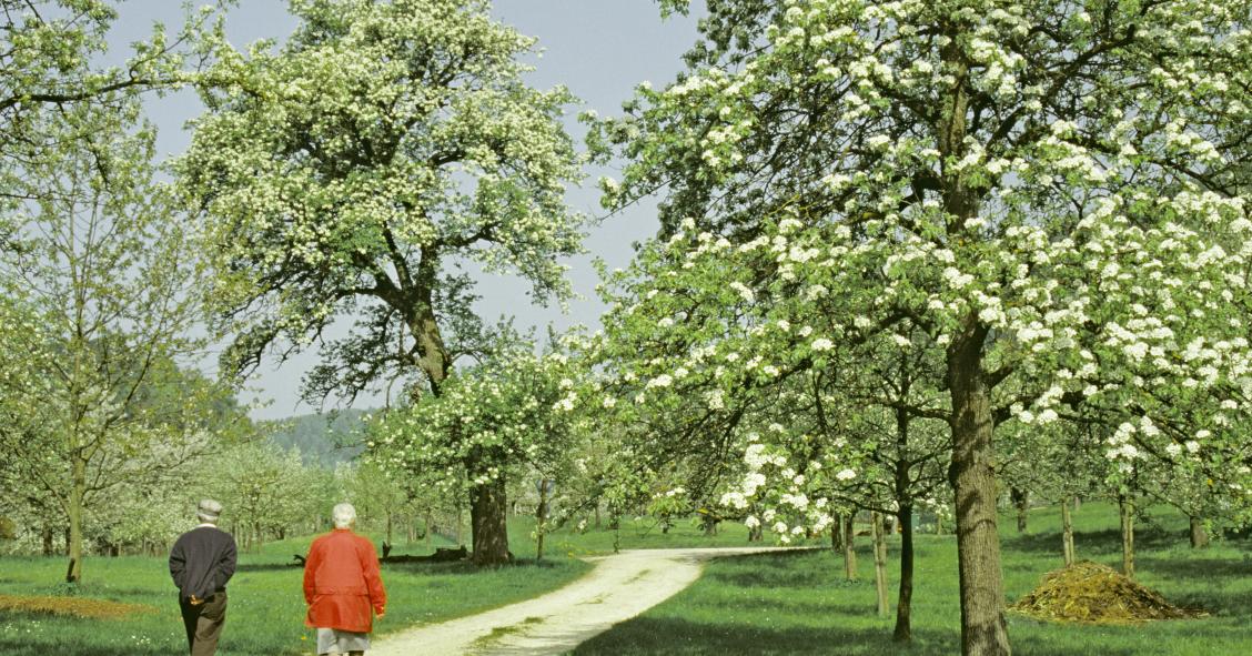 Dos de cada cinco pensionistas se retiran antes de cumplir la edad legal de jubilación