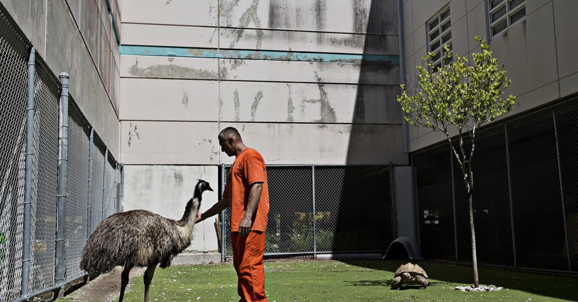 La cárcel con zoo