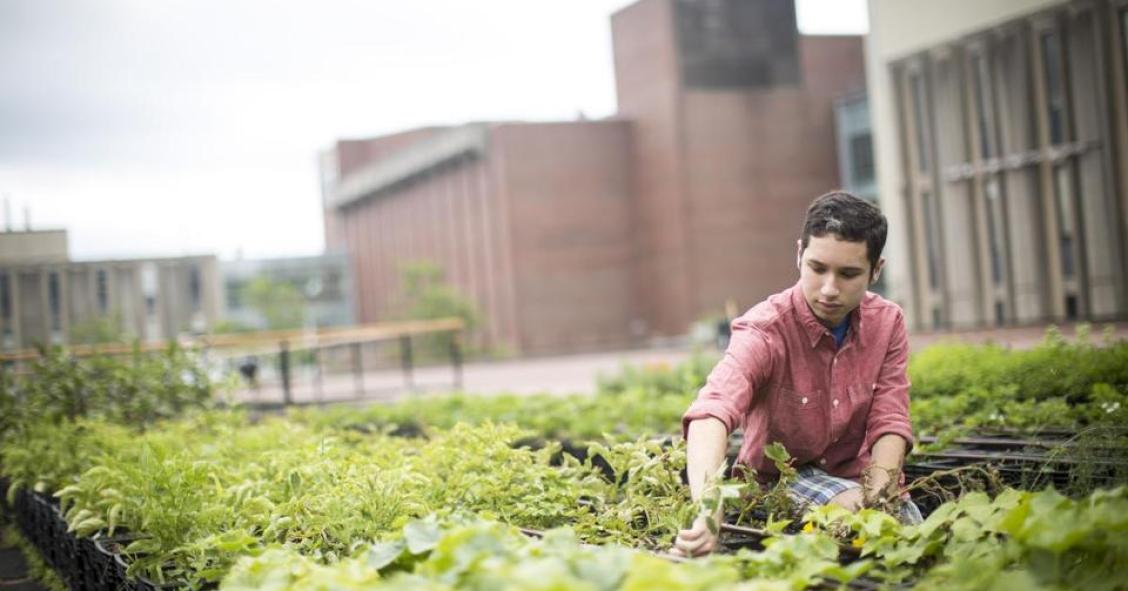 Agricultores en la gran ciudad: 10 huertos urbanos que te dejarán con la boca abierta
