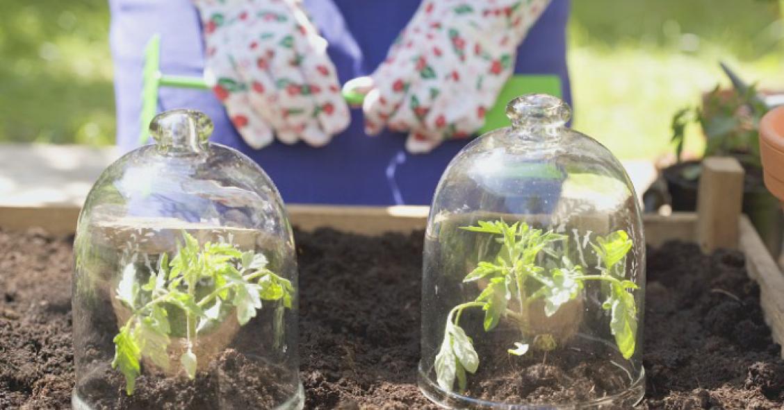 Cómo puedes proteger tus plantas del frío