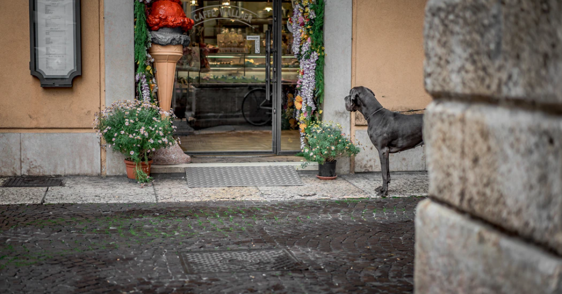 No sin mi perro: por qué el ‘retail’ se ha vuelto tan permisivo con las mascotas