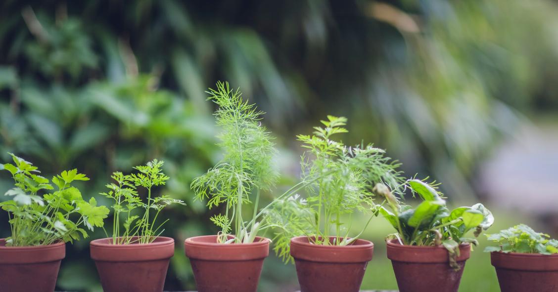 Pequeñas macetas son suficientes