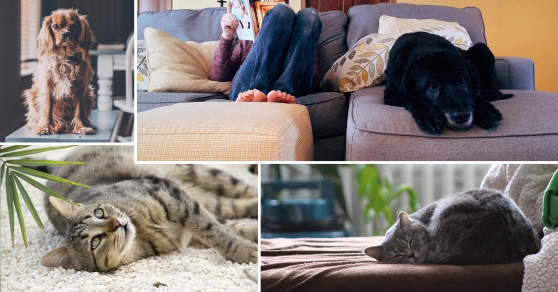 Cómo evitar que tu casa huela a perro o que el gato te destroce el sofá