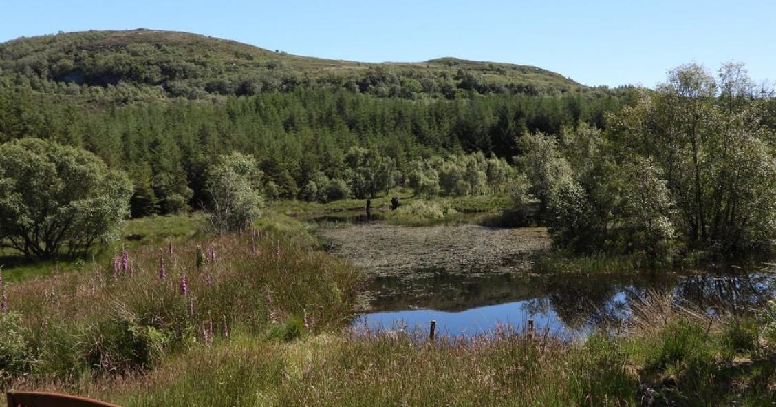 Ser propietario de tierras en Escocia y tener el título de Lady o Lord desde 60 euros