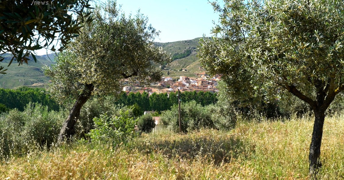 Fundación Apadrina un Olivo: revitalizando pueblos vacíos gracias al cultivo del olivo