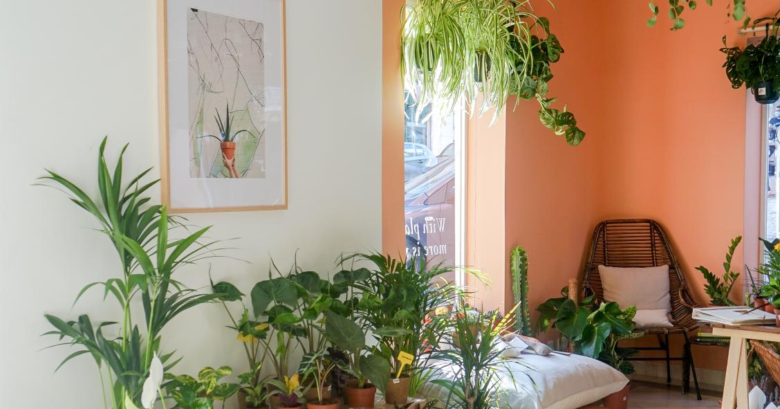 Ideas para crear tu propio santuario de plantas en casa