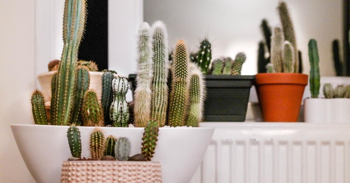 Plantas de interior