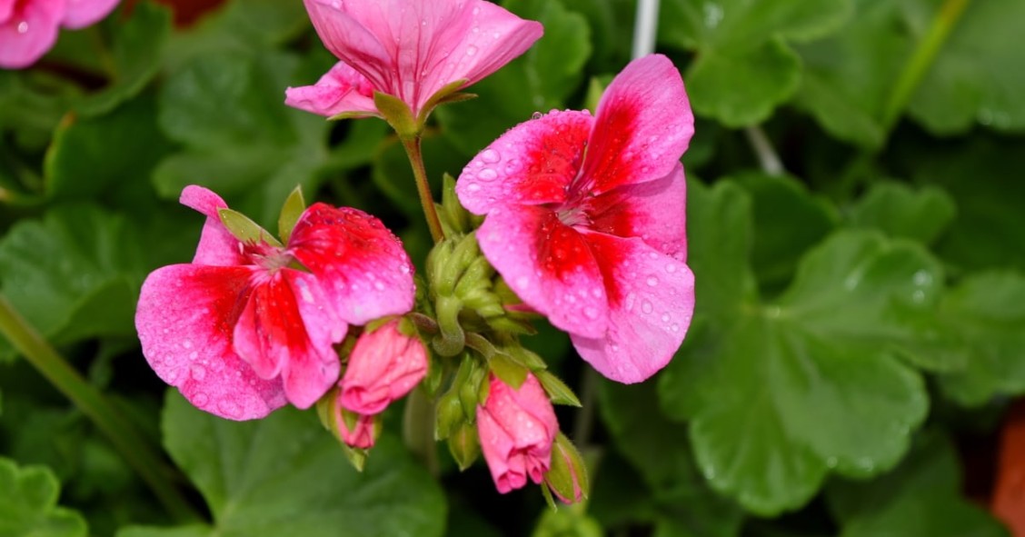 Los repelentes naturales para alejar a moscas y mosquitos en casa 