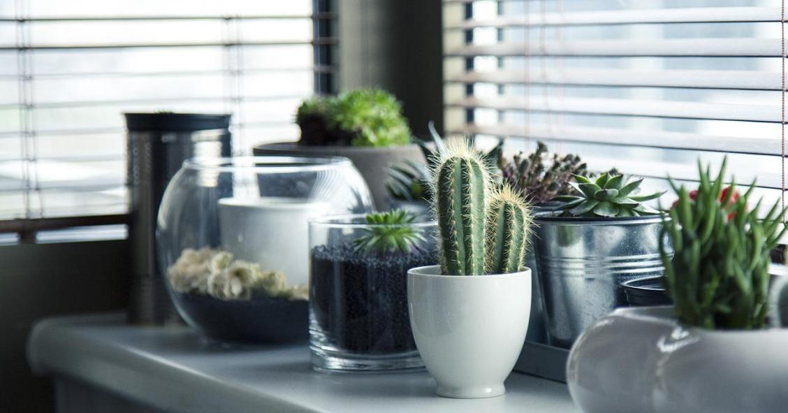 Cómo dejar las plantas al irte de vacaciones