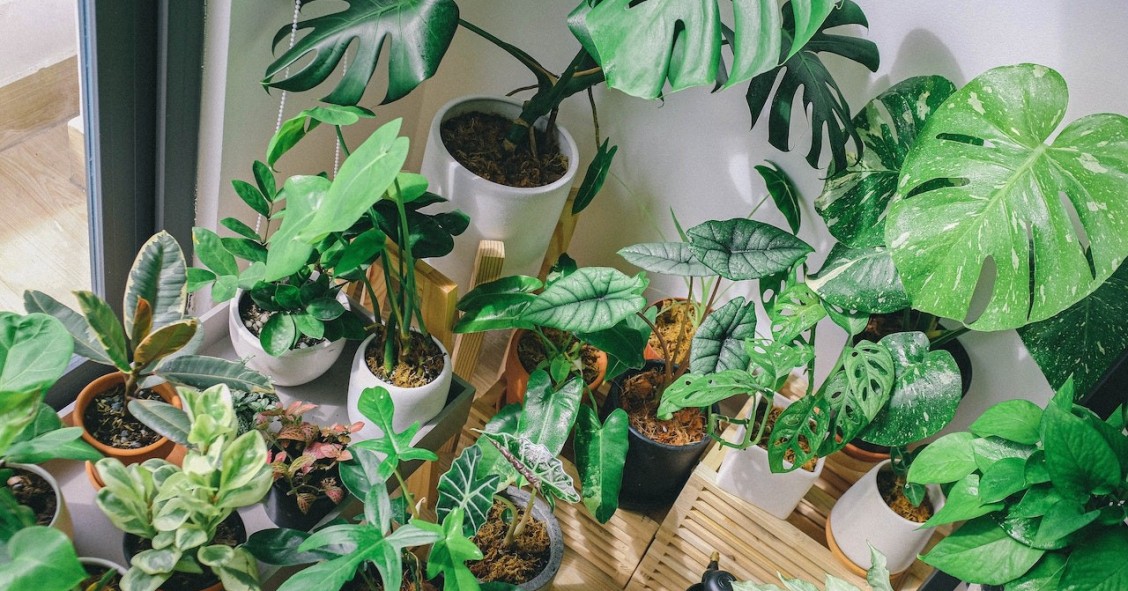 Luz LED para plantas de interior