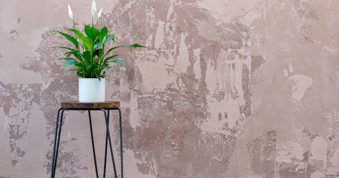 Plantas en exterior