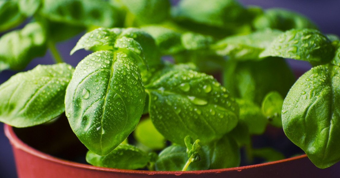 Albahaca