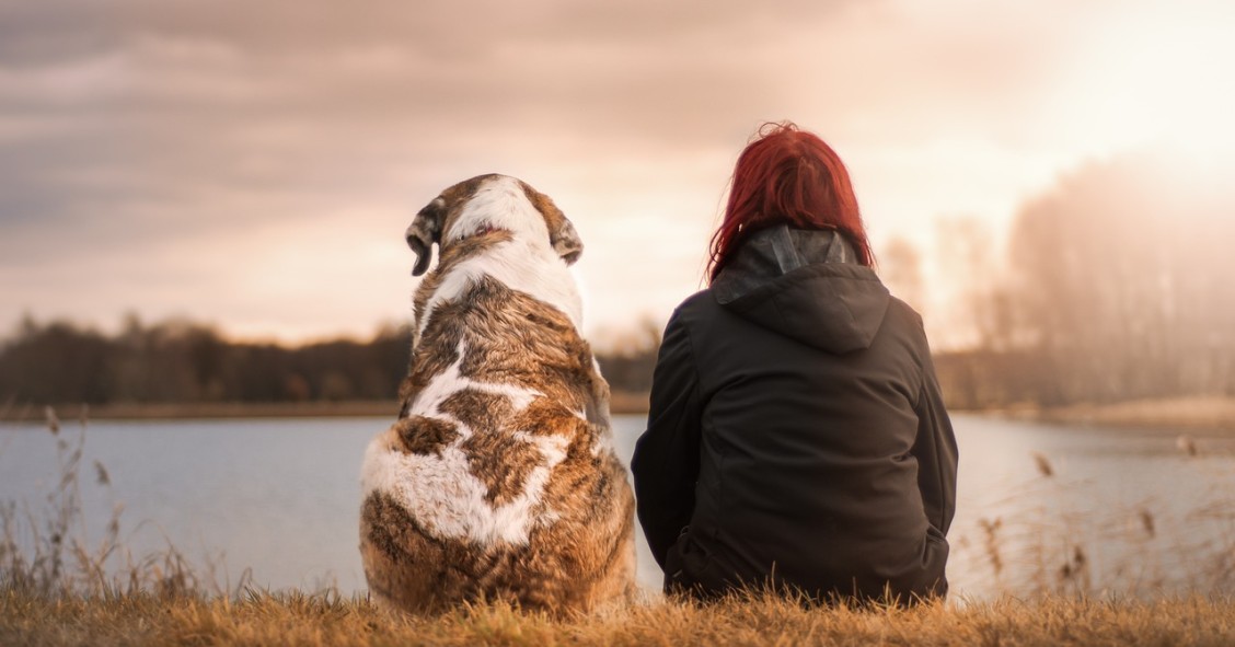 Perro abandonado, qué hacer