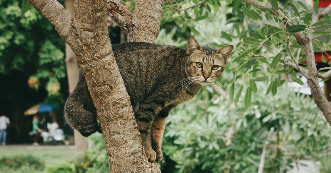 ¿Pueden los gatos pasearse por las casas de los vecinos?