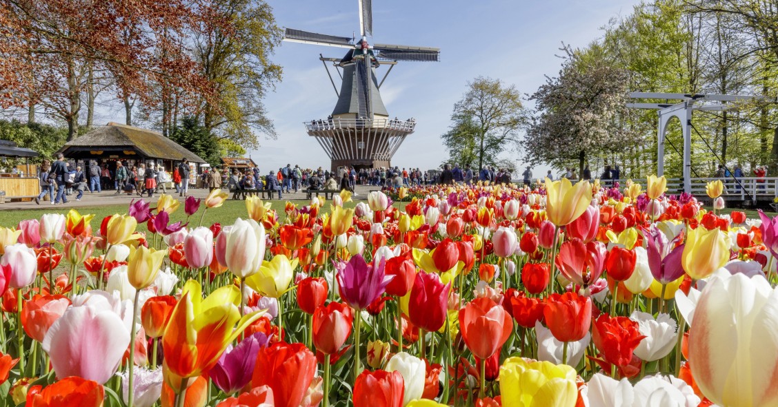 Molino, tulipanes, Holanda, Países Bajos