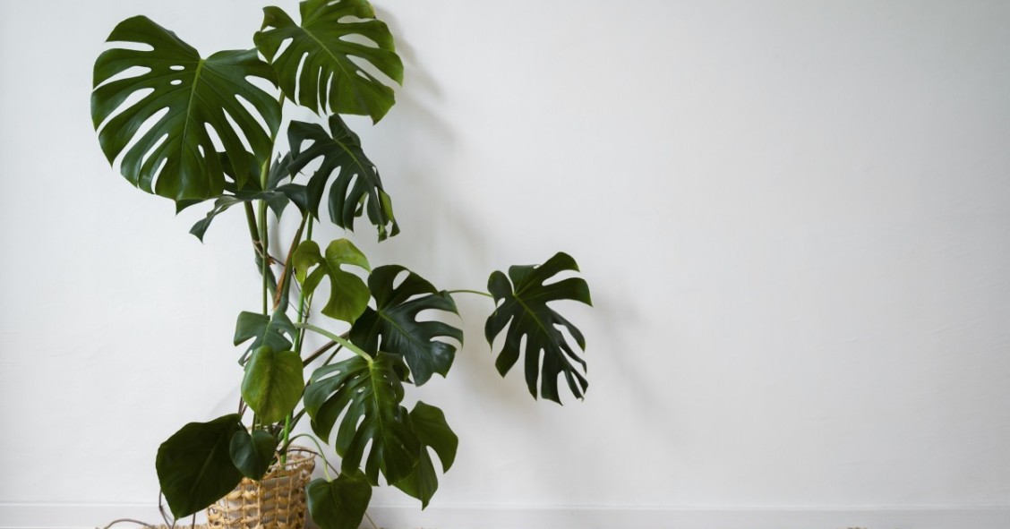 Un oasis tropical: 5 plantas exóticas para tener en casa