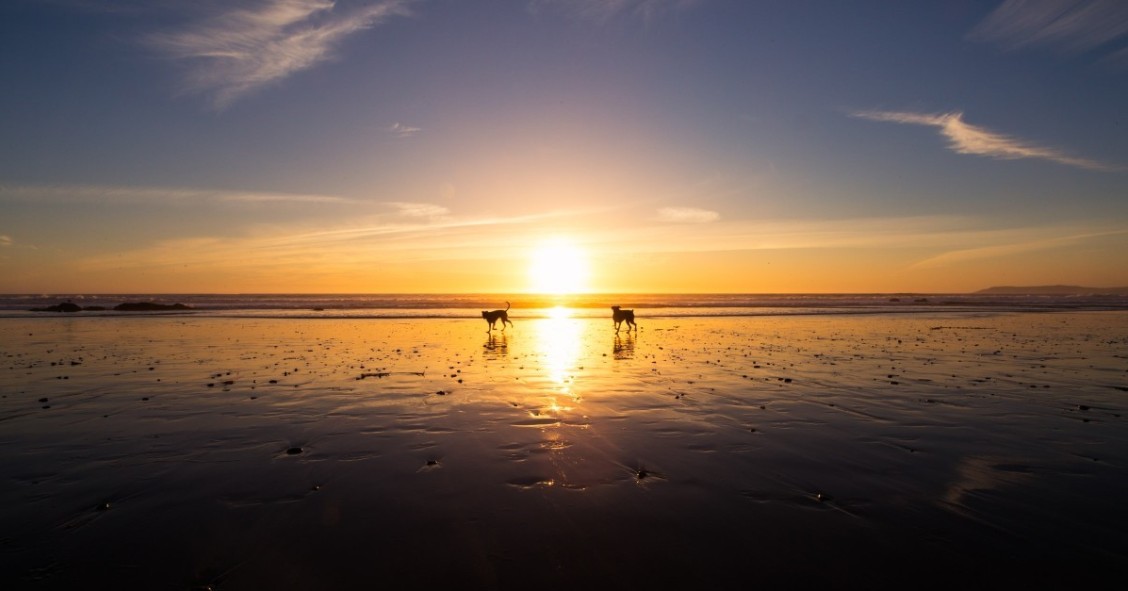 Dog-friendly beaches near me