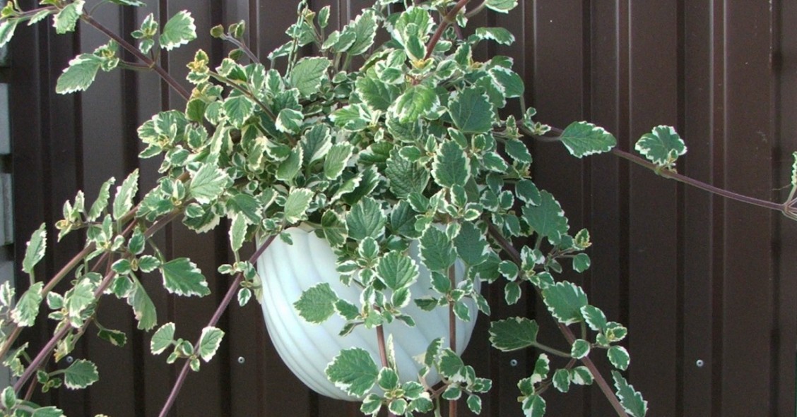 planta incienso
