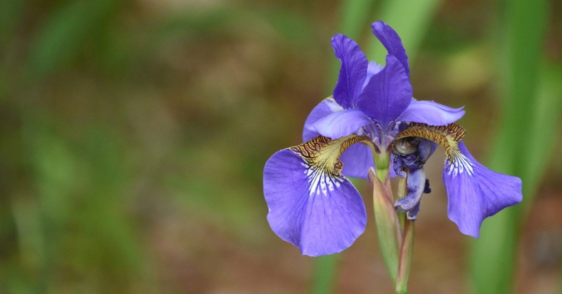 iris