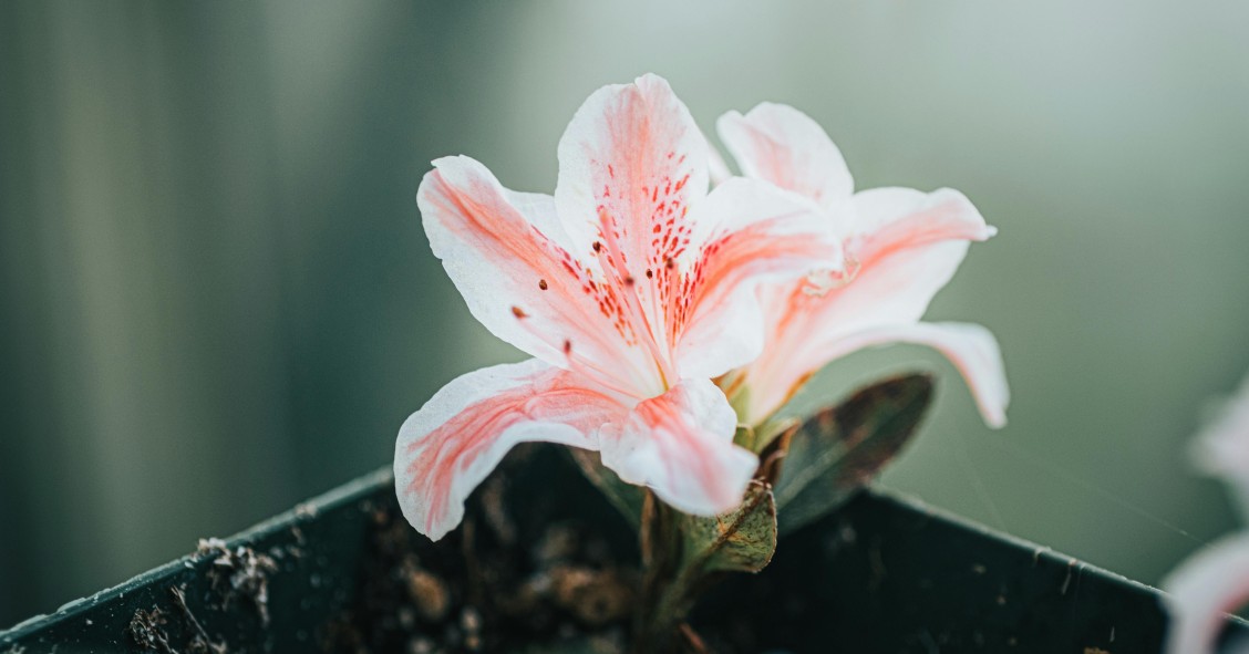 azalea