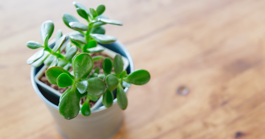 planta de jade