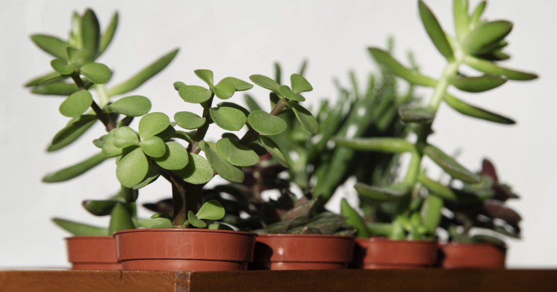 pilea