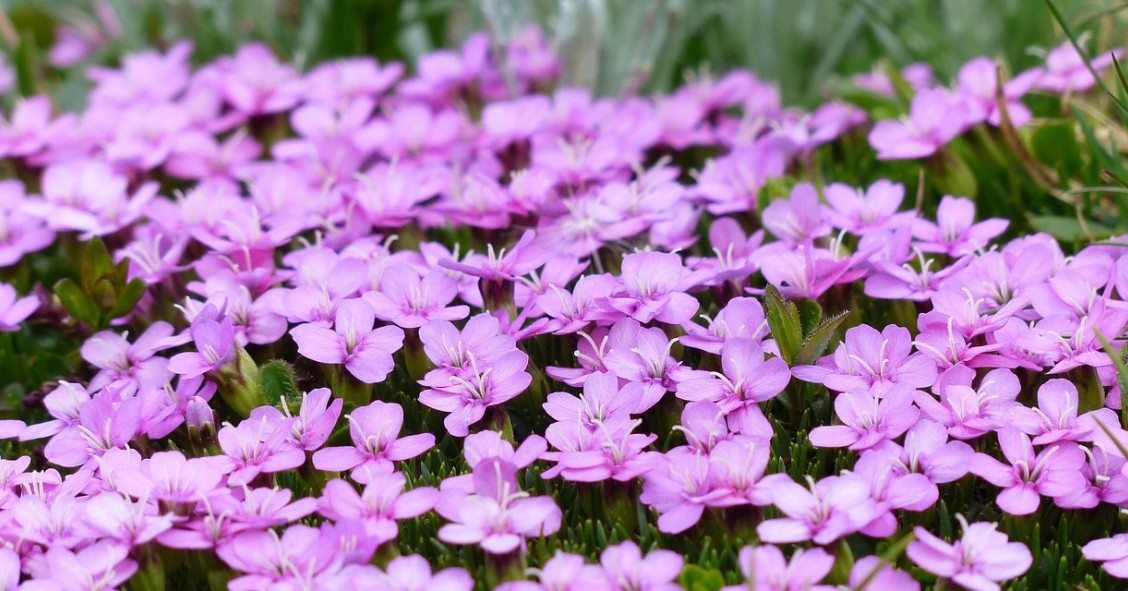 silene