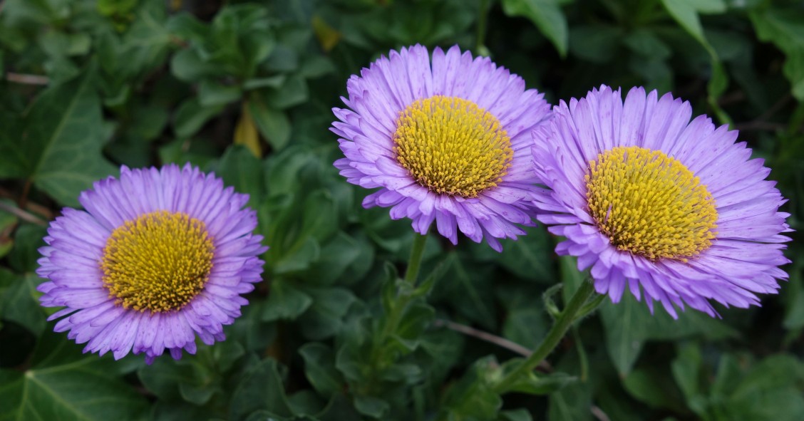 erigeron