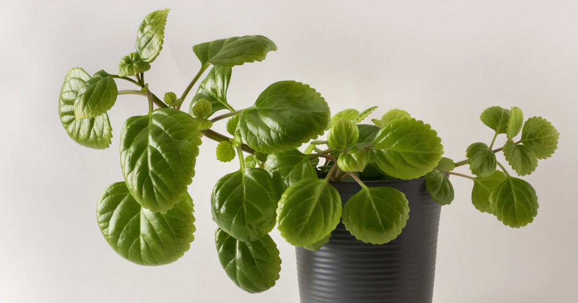 planta del dinero