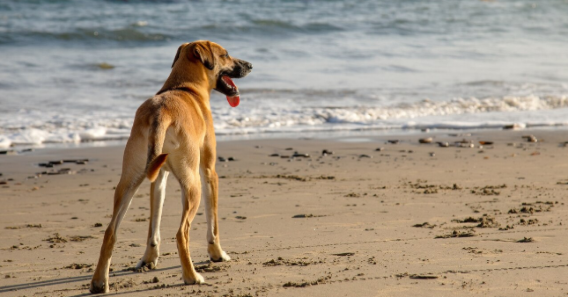 playas para perros en murcia