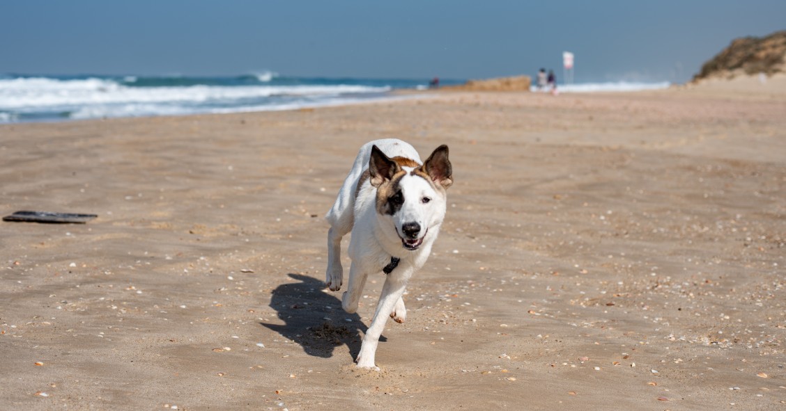 playas para perros en granada