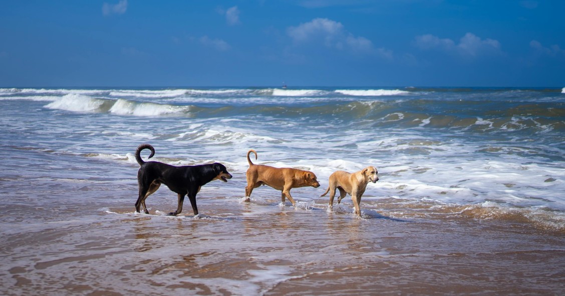 playas para perros en gran canaria