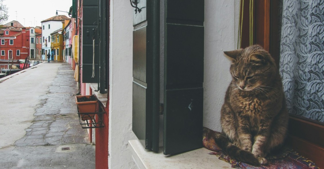 por que en venecia no hay gatos