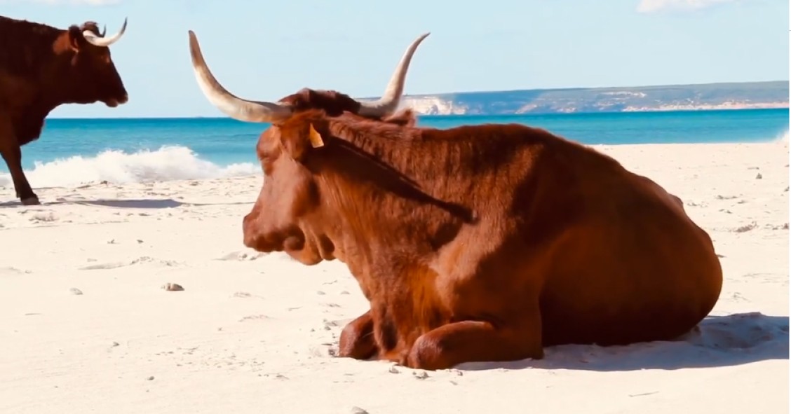 La playa de Andalucía con vacas en la orilla que triunfa en internet