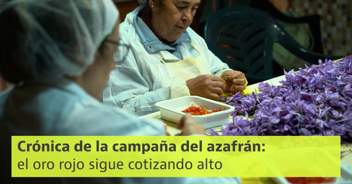 La campaña del azafrán