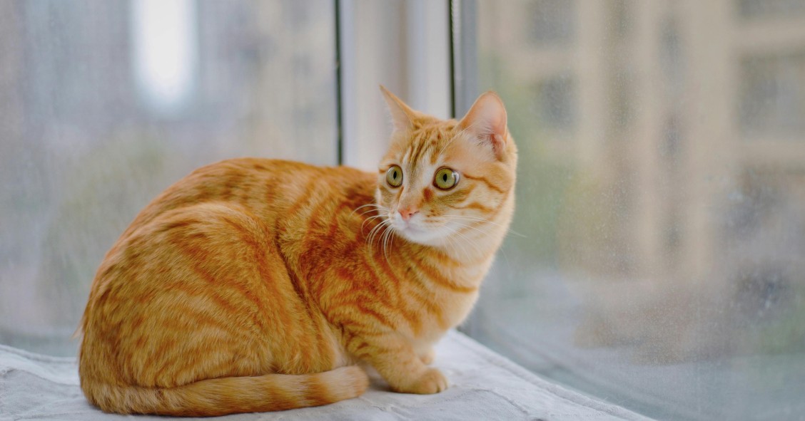 Gato junto a una ventana en una vivienda alquilada