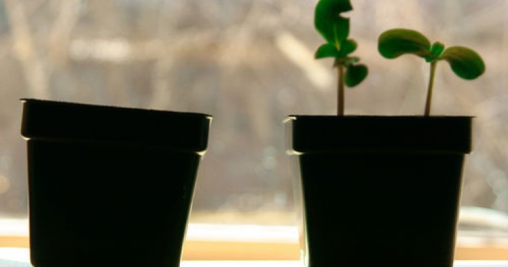 ¿Brotes verdes? Sí, pero no aquí - resumen 2009