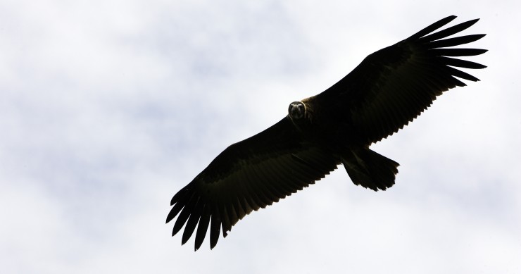 Bankia vende una cartera de créditos improductivos por 800 millones a dos fondos buitre