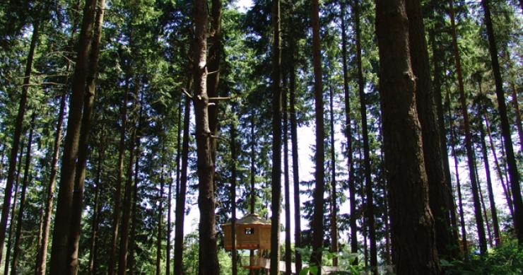 Hoteles con encanto: cabañas colgadas en los árboles para disfrutar a vista de pájaro