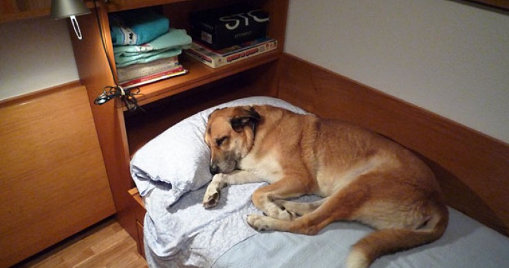 Las mascotas: una mala idea incluirlas en las fotos de venta de viviendas