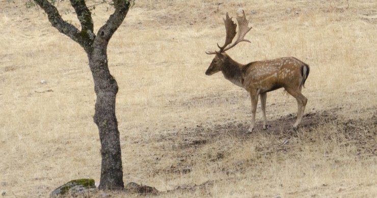 La berrea del ciervo o venado en Asturias