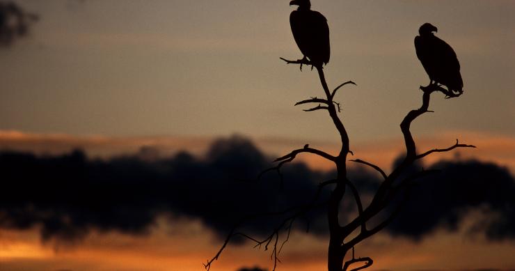 Los expertos descartan un cambio de tendencia en el ladrillo por la llegada de fondos buitre