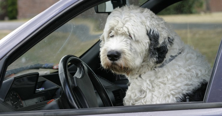 ¿Cuánto cuesta tener una mascota?