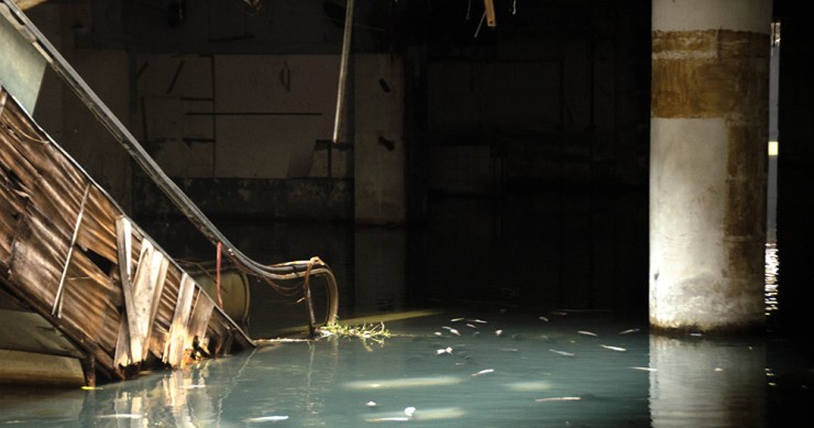 Un centro comercial abandonado se convierte en un acuario Urbano secreto lleno de peces (fotos)