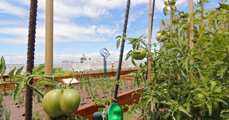 El huerto Urbano más grande del mundo está en Madrid