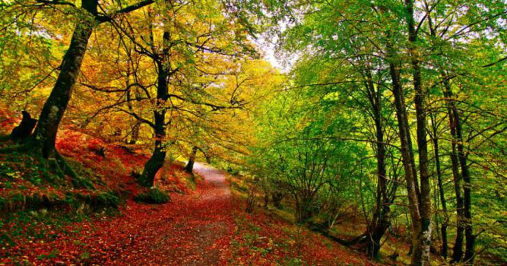 Los bosques son para el Otoño: de excursión por los siete mejores hayedos de España